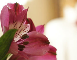 Ananda Content Image 2